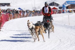 Lenk 2013